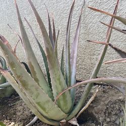 Medium Size Aloe Vera Plant