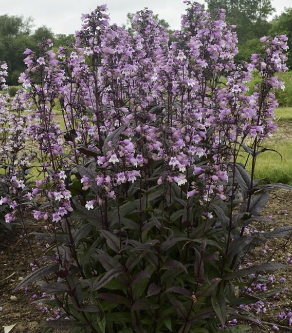 Perennial Starters