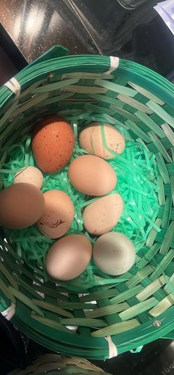 Fresh Eggs