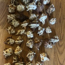 Beautiful Bag Of Shells