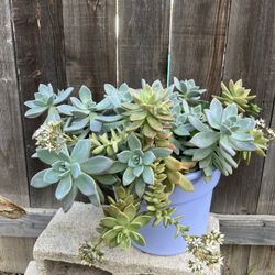 Succulents 