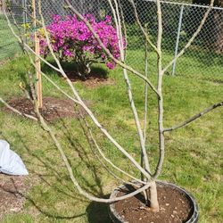 Large Fig Tree