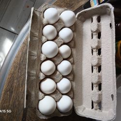 Organic Ranch Eggs- Huevos Organicos De Rancho