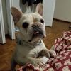 bernard