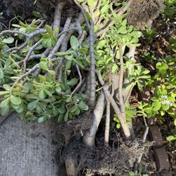 Free Jade plant