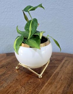 🌿Philodendron Brasl with Decorative Pot 🌿