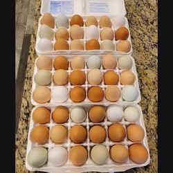 Free Range Organic Chicken Eggs