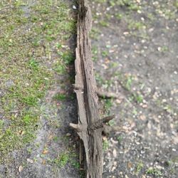 Large Marine Freshwater Driftwood 