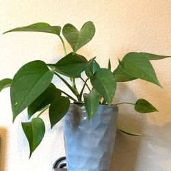 Philodendron  House Plant, Pothos In Textured Ceramic Pot 6"H . 