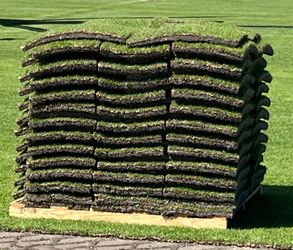 Pallets Of St Augustine Grass