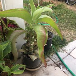 Kalanchoe Plant