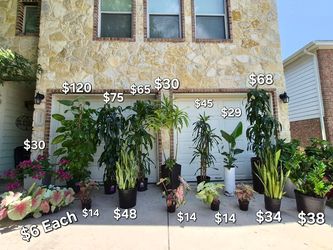Zz Plants 🌿 Draceana Trees 🌿 Dragon Tree 🌿
Hawaiian Ivy Potho 🌿 Caladiums 🌿 Birds of Paradise 🌿 Snake Plants 🌿 Bougenvillas