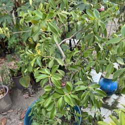 Guava