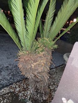 Very rare Double headed saga palm