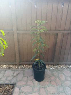 Glenn mango tree