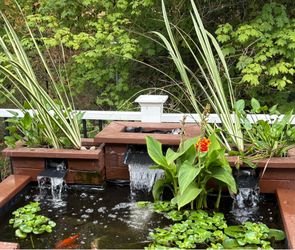 Pond plants