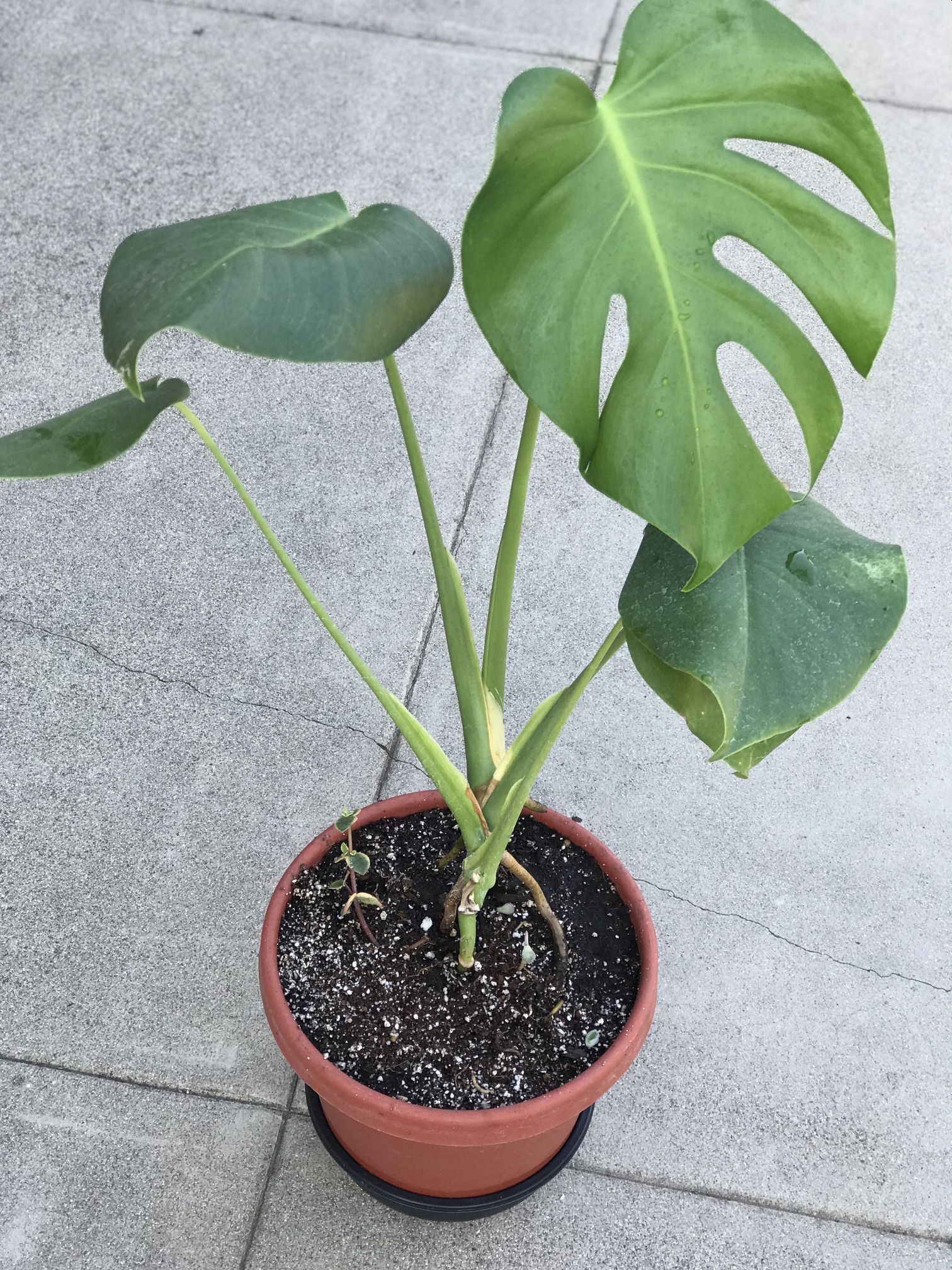 $15 Monstera Plant