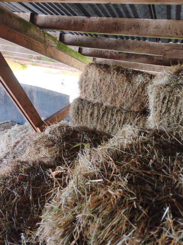 Hay
