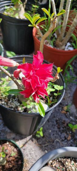 Desert Roses Different Size & Prices