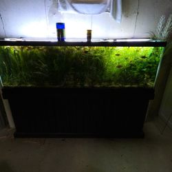 Rotala Indica 1$ Stem