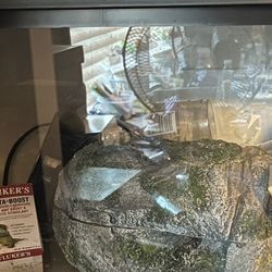 Lizard Terrarium 
