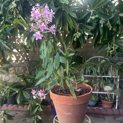 18 Inches Tall Epidendrim Orchud Plant