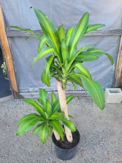 Dracaena Corn Plant 10" Nursery Pot