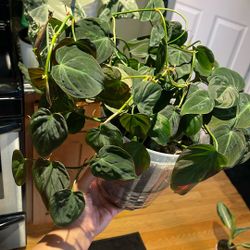 Philo Micas Live Plant 