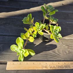 Coleus or Plectranthus succulents