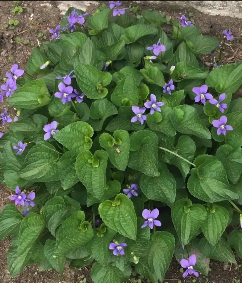 Outdoor Flowers - VIOLETS 