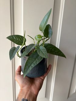 Cebu Blue Pothos in modern blue ceramic pot 🪴