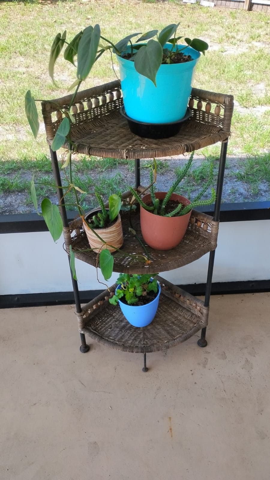 Plants & Plant Stands