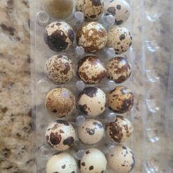 Quail Eggs