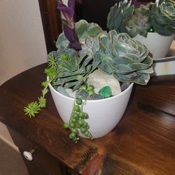 Succulent Arrangement