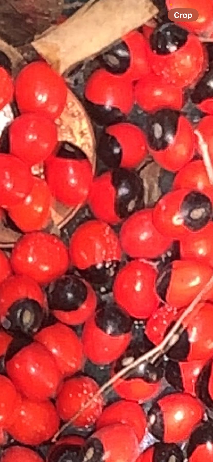 Peonya Seeds