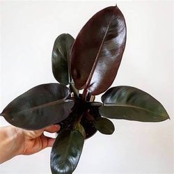 Philodendron Black Cardinal – Live Starter Plant, Rare Aroid, Dark Foliage Houseplant, Indoor Tropical Plant (No Pot)