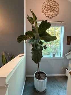 Large Fiddle Leaf Fig Tree in White Pot