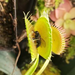 Cool Plants And Gorgeous Art / Gifts December 6, 10-3 @ NW Stream Center Everett