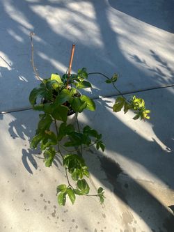Passion fruit vine