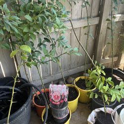 LEMON TREES 50$ Each 