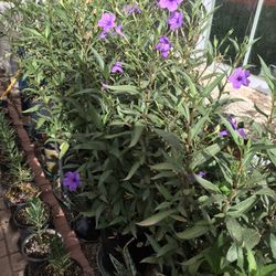 5 gallon pots of Ruellia (Desert petunia) $25 a pot