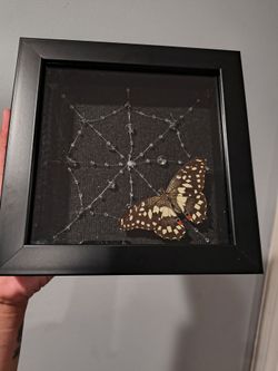 Framed butterfly