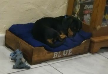 Doggy bed