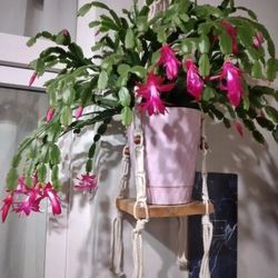 Purple Dancer Christmas Cactus Plant / Zygo cactus Plant/ Indoor Plant/ House Plant Flower Patio Garden 