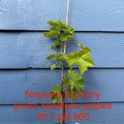 neptune crunchy green seedless table grape plant