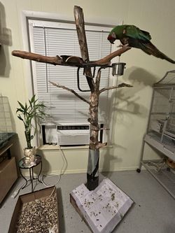 Macaw Stand With M.C.W.