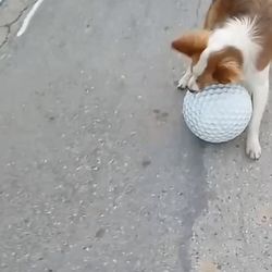 Golf ball from BARK