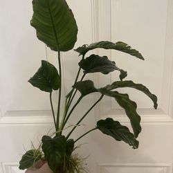 Live Anubias Aquarium Plants – Medium