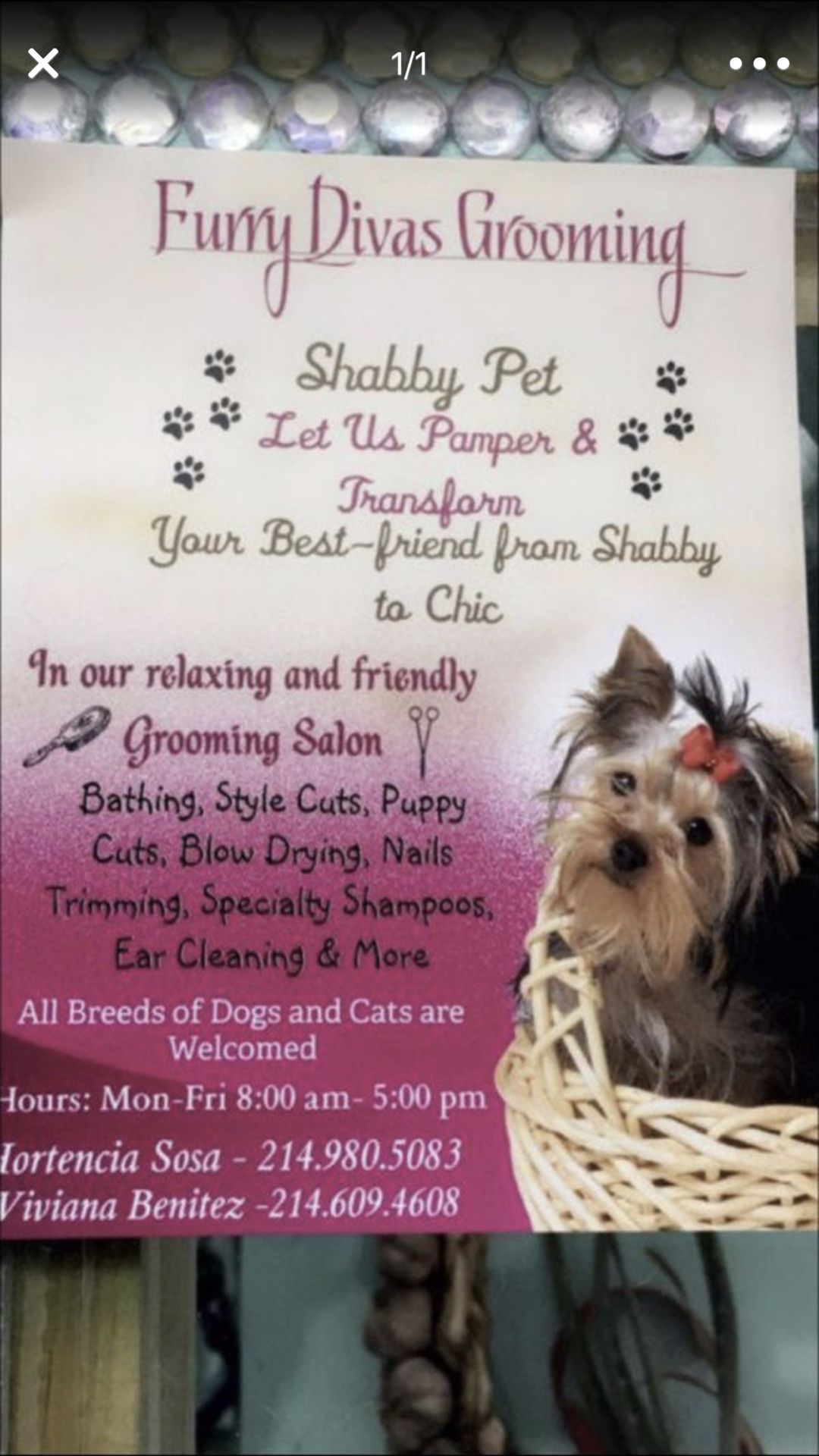 Affordable dog grooming