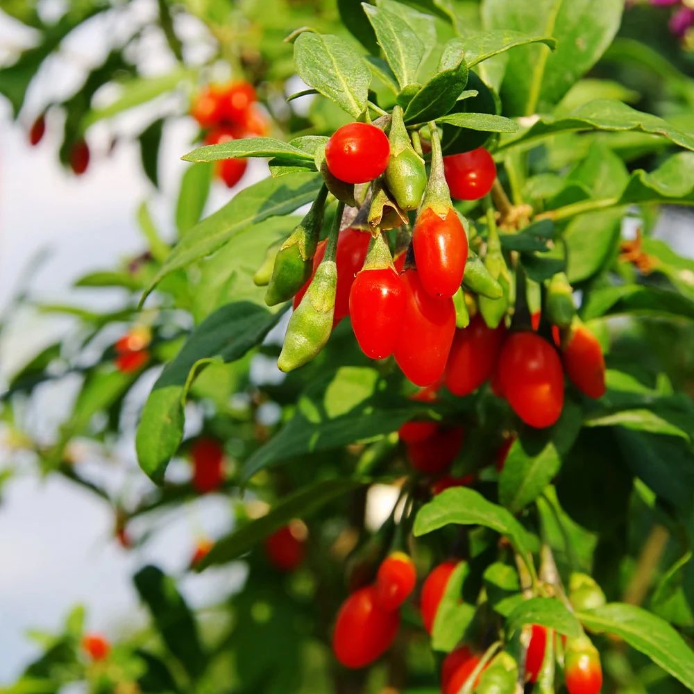 Goji Plant In Quart Pot